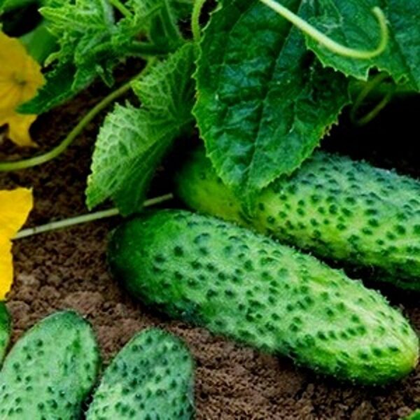 Gurķi PASAMONTE F1 100 gab Syngenta