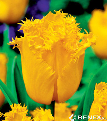 Tulpe bārkstainā Hamilton 1 gab