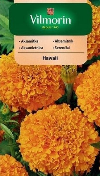 Samtenes augstās HAWAII 1 g Vilmorin A.P.