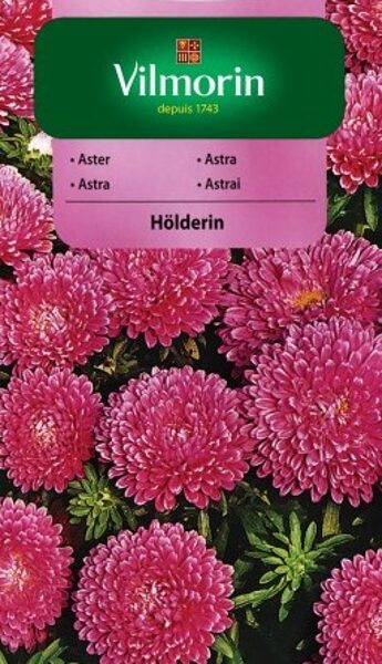 Asteres ķīnas punduru Holderlin 500 mg Vilmorin