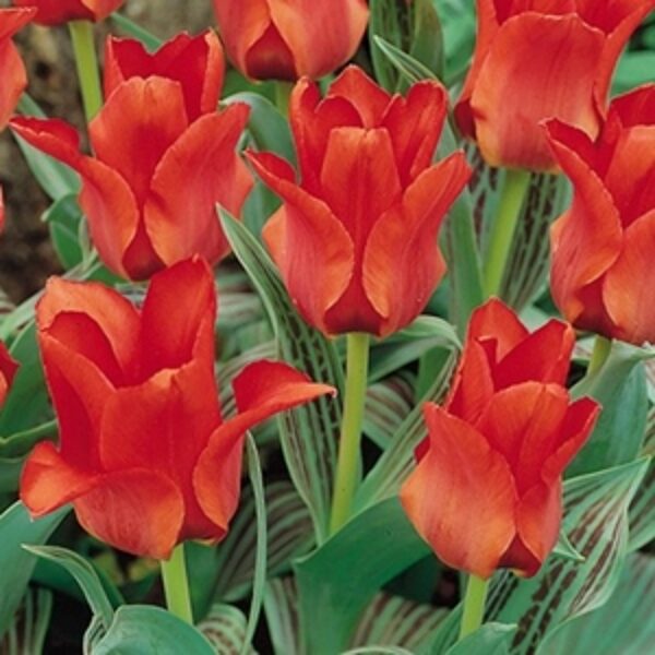   Greiga  Tulpe  Red Riding Hood 5 gab Viena no top desmit Anglijas Karaliskās floristu biedrības labākajām šķirnēm!