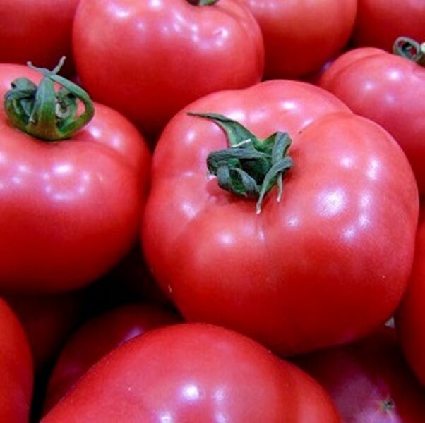 Tomāti HTP 11 F1 50 gab Hazera