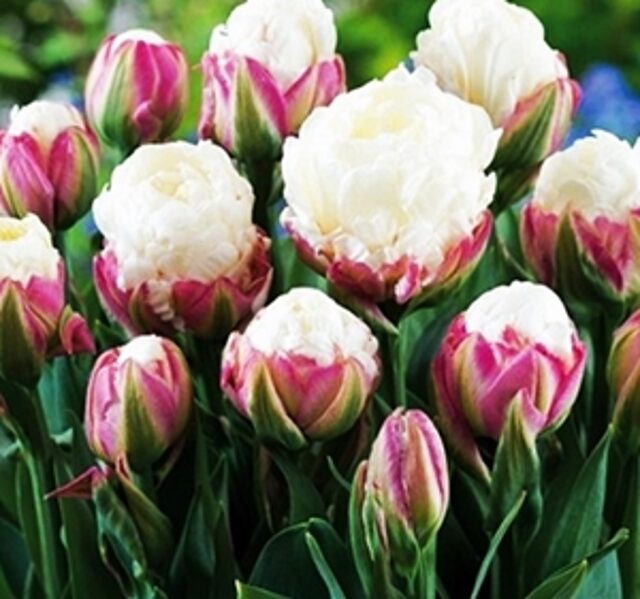 Tulpe pildītā Ice Cream 1 gab
