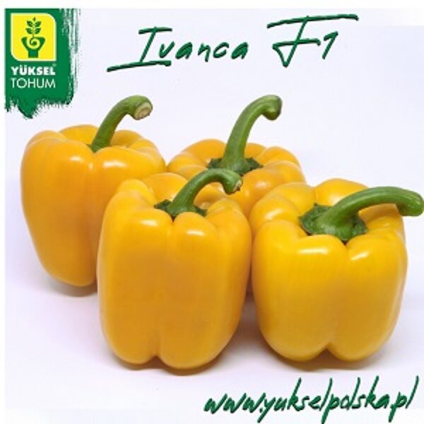 Paprika IVANCA F1 5 gab Yuksel Tohum