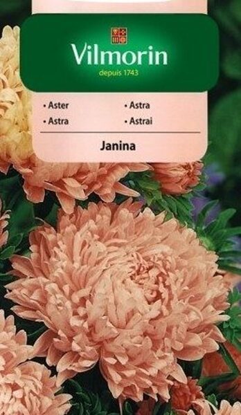Asteres ķīnas peoniju Janina 500 mg Vilmorin