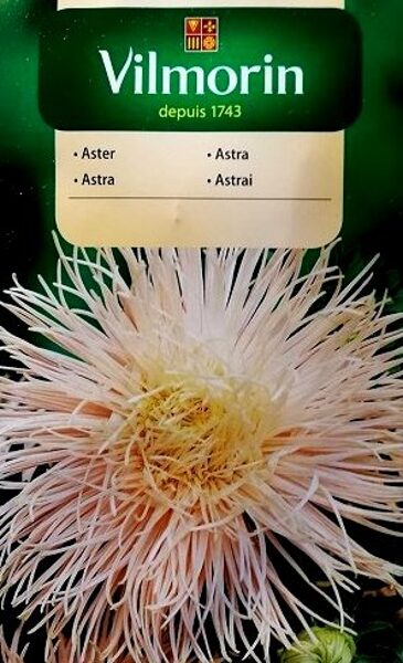 Asteres ķīnas adatainās Janina 500 mg Vilmorin