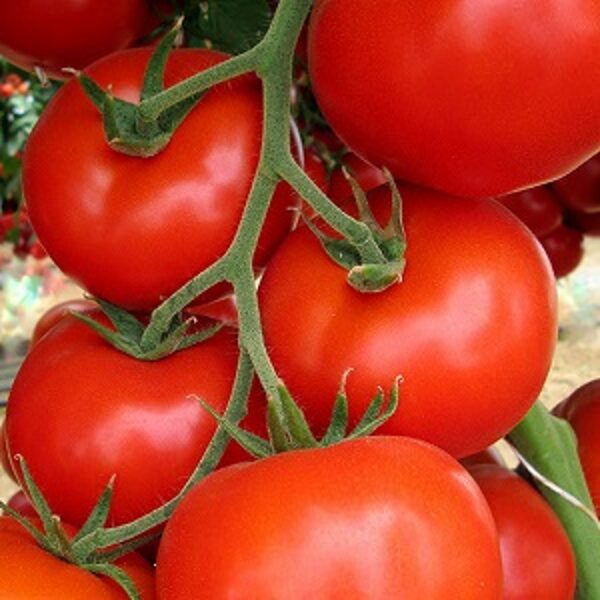 Tomāti JASMINIA F1 5 gab Rijk Zwaan