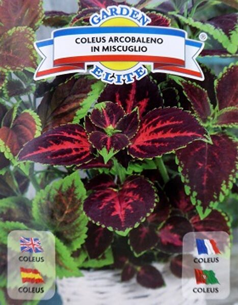 Koleus (Skaistnātrīte) ARCOBALENO MIX 0.2 g Galassi Sementi