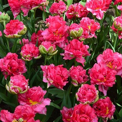 Tulpe pildītā Justina 1 gab