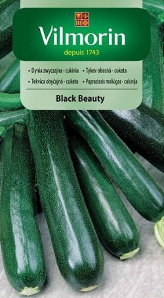 Kabači  Black Beauty 2 g Vilmorin