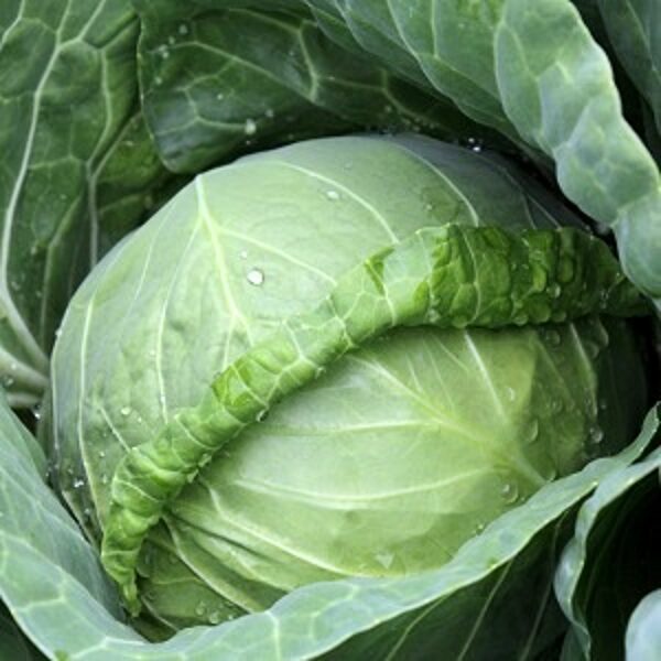 KĀPOSTI KANAYAMA F1  20 gab Kitano