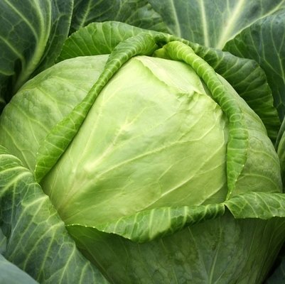 Kāposti NOVOTON F1 30 gab Syngenta 