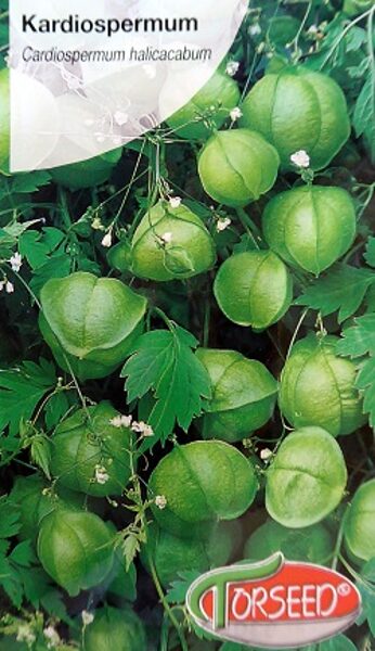  Kardiospermum (Cardiospermum halicacabum) 1 g Torseed