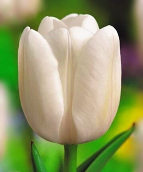 Tulpe vēlā triumfa Catherina 1 gab