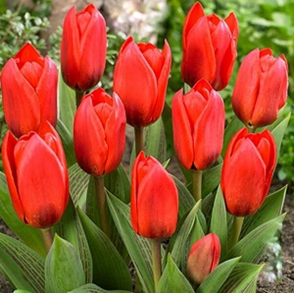 Tulpe kaufmaņa zemā SHOWINNER 5 gab BENEX