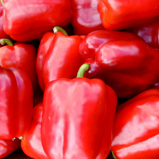 Paprika KEYES F1 5 gab Enza Zaden
