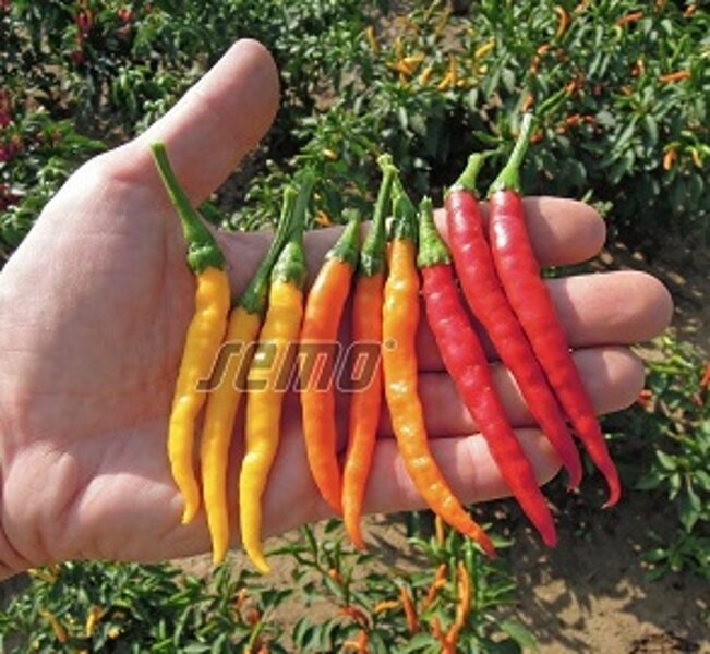 Pipari asie KILIAN 10 gab Semo 