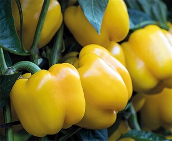 Paprika KIOTO F1 10 gab Syngenta