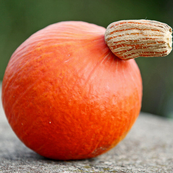 Ķirbji HOKKAIDO  ORANGE  15 gab Semo