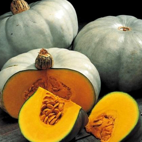 Ķirbji NELSON F1 500 gab Enza Zaden