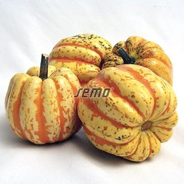 Ķirbji CELEBRATION F1  4 gab SEMO