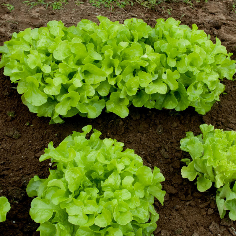 Salāti ozoltipa KIRIBATI 45 gran Rijk Zwaan 