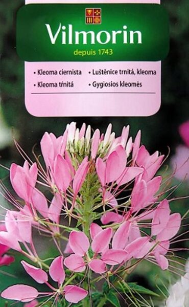 Ērkšķainā kleome MIX 1 g Vilmorin