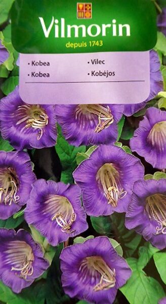 Kobejas violetas 0.5 g Vilmorin