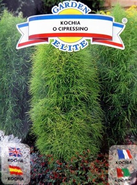 Slotiņu kohija 1 g Galassi Sementi