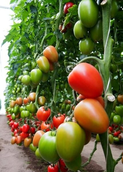 Tomāti KONGO F1 50 gab Clause