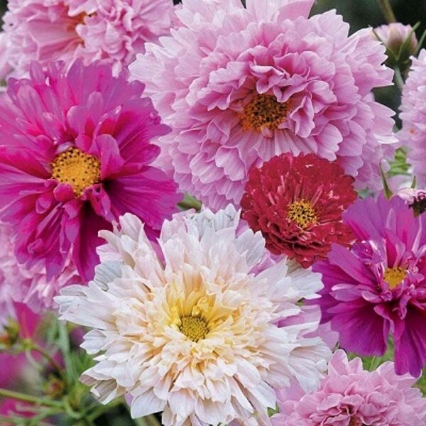 Divplūksnu kosmejas DOUBLE CLICK MIX 15 gab Graines Voltz