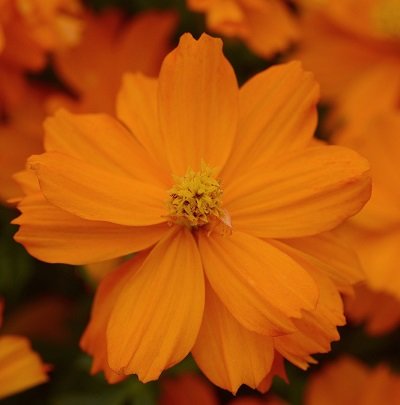 Sērdzeltenās kosmejas Mandarin Orange 15 gab PanAmericanSeed