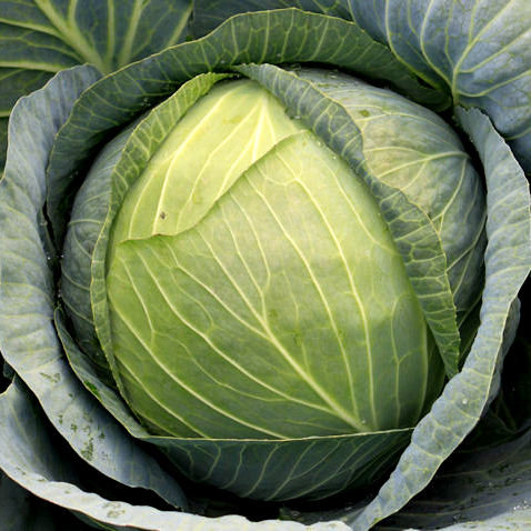 Kāposti KRAUTKAISER F1 30 gab Bejo