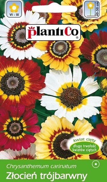 Krizantēma ķīļveida MIX 1 g PlantiCo