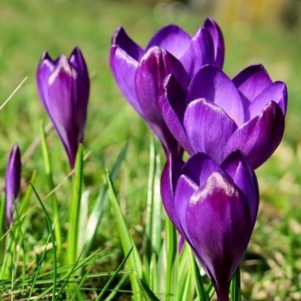 Krokusi lielziedu Purpureus Grandiflorus 30 gb