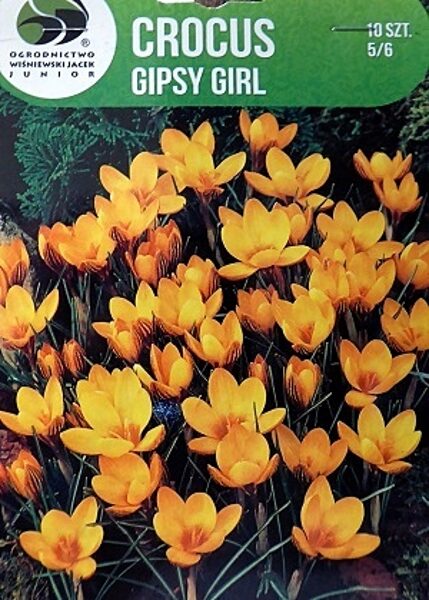 Krokusi zeltziedu Gipsy Girl 10 gab iepakojumā