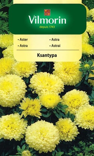 Asteres ķīnas punduru Ksantypa 500 mg Vilmorin