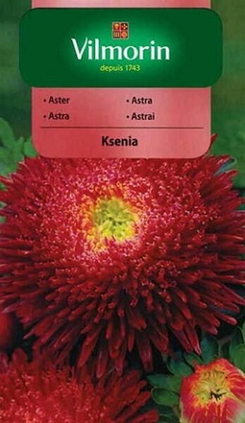 Asteres ķīnas princešu Ksenia 500 mg Vilmorin