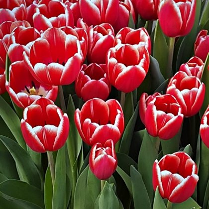 Tulpe triumfa Kung Fu 1 gab