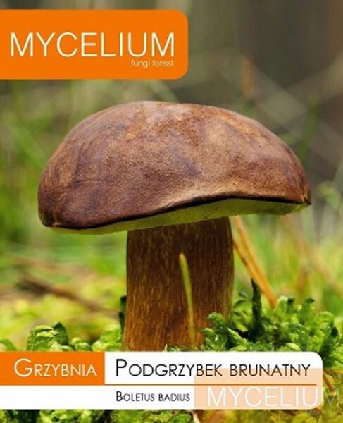 Lāču bekas (Brūnā baravika) micēlijs 10 g Mycelium