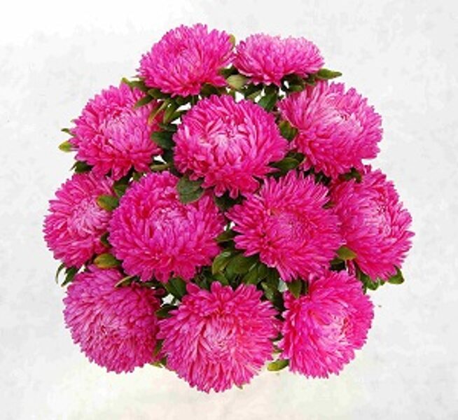 Asteres ķīnas Lady Coral Dark Rose 30 gab Satimex