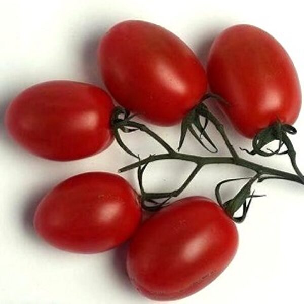 Tomāti LANCELOT F1 5 gab Vilmorin