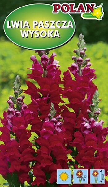 Lielās lauvmutītes sarkanas COMMANDER 0.5 g Polan