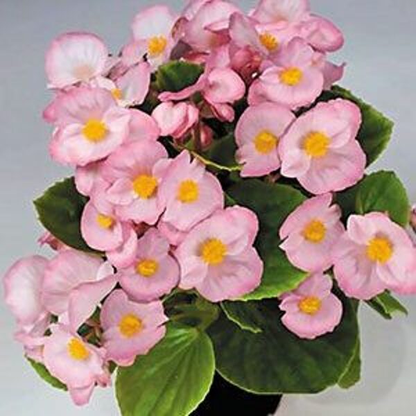 Ilgziedīgā begonija - Leduspuķe Sprint Plus F1  APPLEBLOSSOM 30 granulas Benary