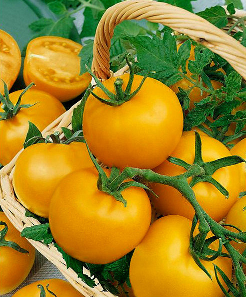 Tomāti LEMON BOY F1 50 gab Seminis