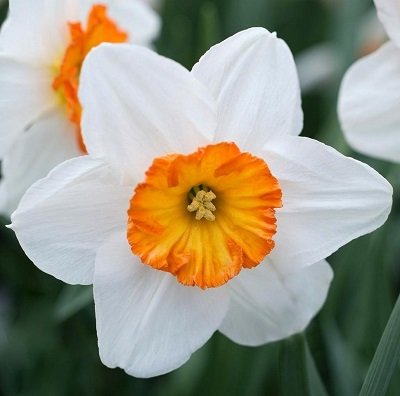 Narcises lielvainadziņa FLOWER RECORD 5 gab