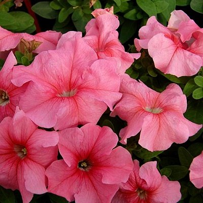 Petūnija Grandiflora PARADE/LIMBO GP F1 Peach  10 gab Graines VOLTZ