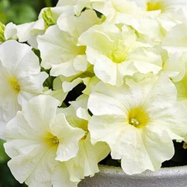 Petūnija Grandiflora PARADE/LIMBO GP F1 Yellow Lime 10 gab Graines VOLTZ