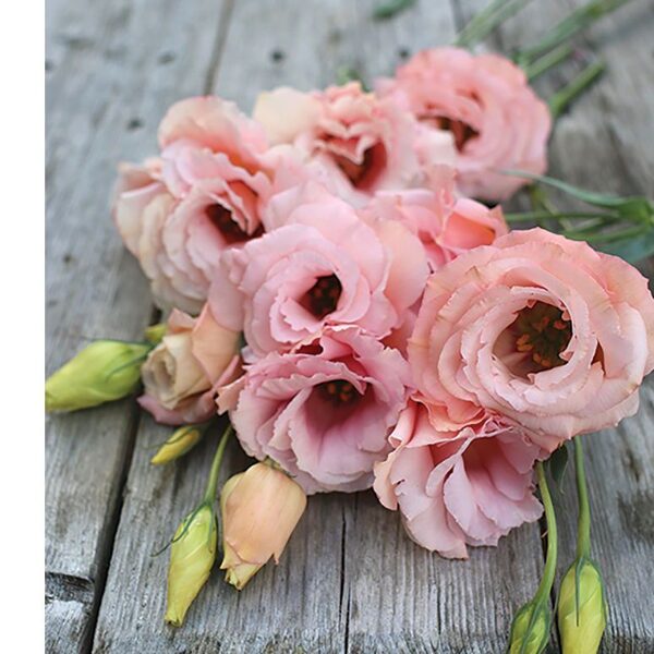 Lielziedu lizantes Arena  2 Apricot F1 30 granulas Takii Seed