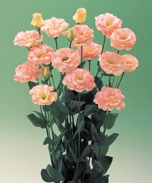 Lielziedu lizantes Arena  3 Champagne F1   30 granulas Takii Seed